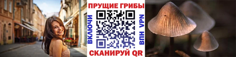 omg зеркало  Пятигорск  Псилоцибиновые грибы Psilocybine cubensis  хочу  